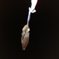 ヒイカ爆釣のカギ