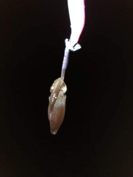 ヒイカ爆釣のカギ