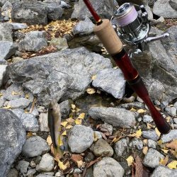 川でカワムツ釣り