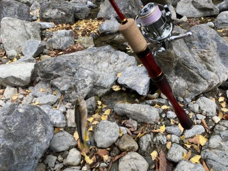 川でカワムツ釣り