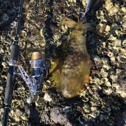 寝坊からのエギング