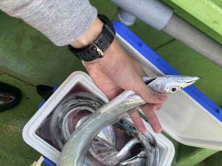 秋タチウオ数型よし