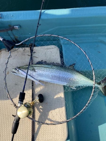 鳴門沖でサワラ