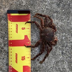 穴釣り。まさかのクジメとショウジンガニ