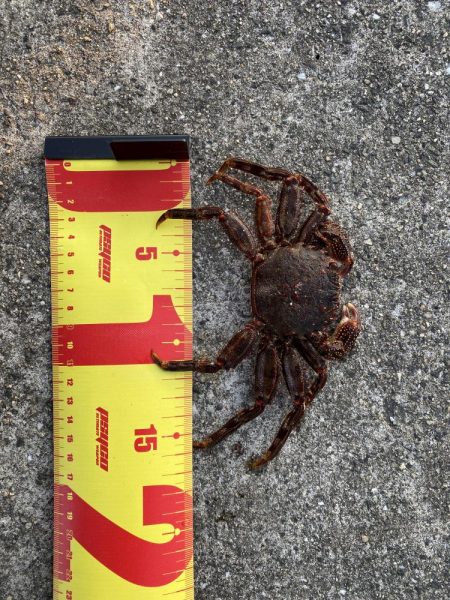 穴釣り。まさかのクジメとショウジンガニ