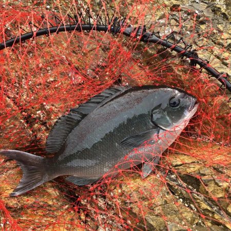 三尾の磯でフカセ釣り