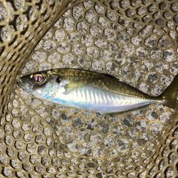 アジ・サバ・メバル