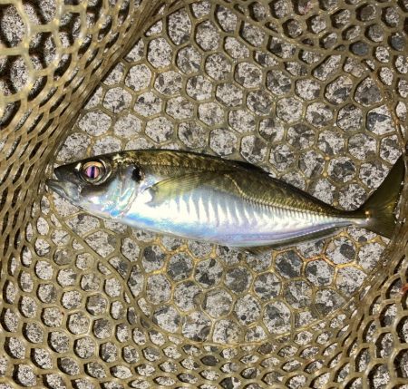 アジ・サバ・メバル