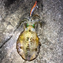 2021 佐渡ヶ島エギング 34回目