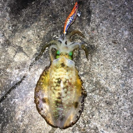 2021 佐渡ヶ島エギング 34回目