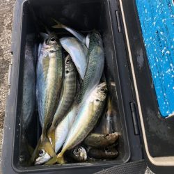 アジ釣り⑩
