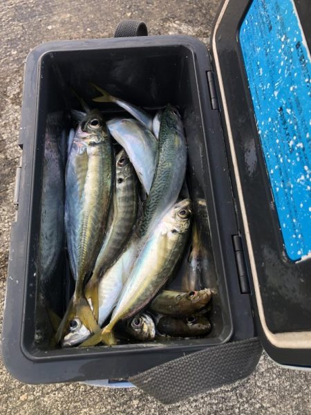 アジ釣り⑩