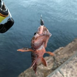 お魚ロッドでガッシー