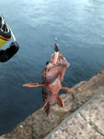 お魚ロッドでガッシー