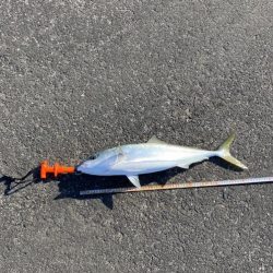 やっぱりここが最強堤防かなぁ〜