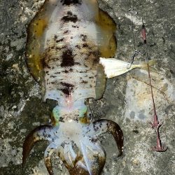 アオリイカ　まずまずの545g⭐︎