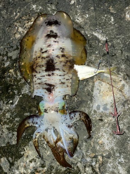 アオリイカ　まずまずの545gʵ…