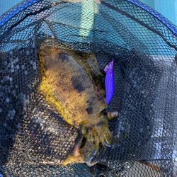 鳴門でイカ青物