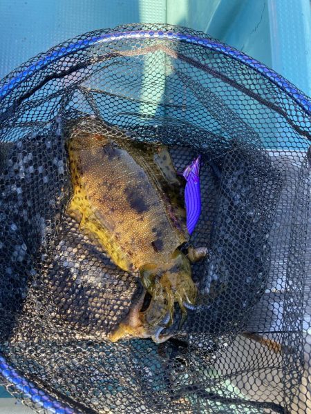 鳴門でイカ青物