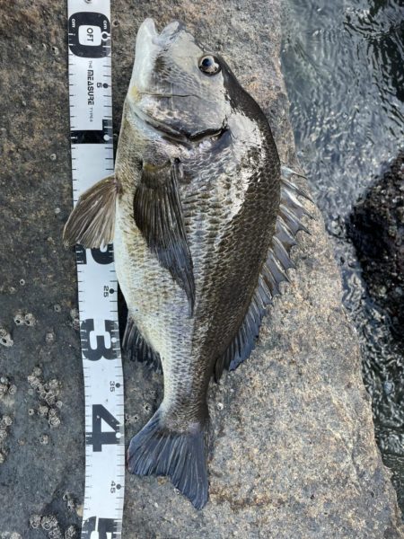 イチノ兄弟、釣果！