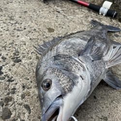 テトラ落とし込み