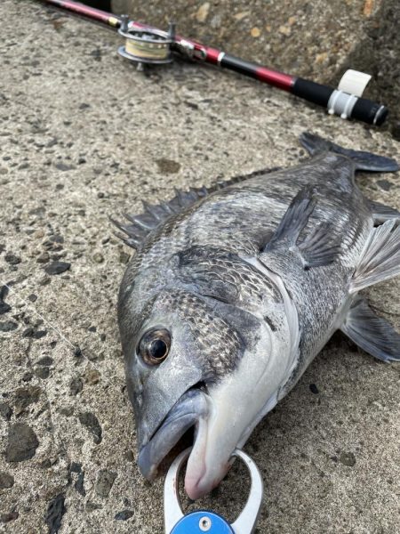 テトラ落とし込み