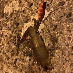 極寒ヒイカ釣行