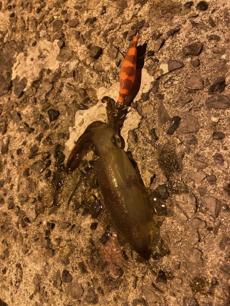 極寒ヒイカ釣行