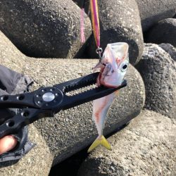 フォールで当たりを取る楽しさ