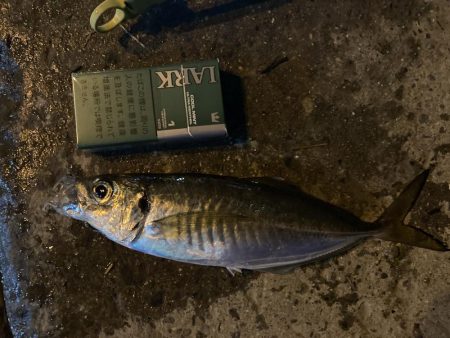 舞洲でアジング　尺アジまであと少し！