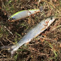 秋はビッグベイトでスズキを釣る！？