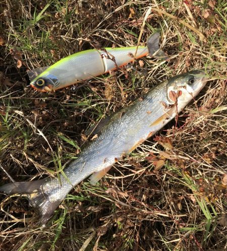 秋はビッグベイトでスズキを釣る！？