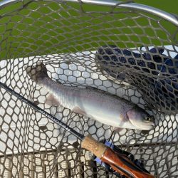 服部緑地そこそこ釣れます。