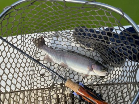 服部緑地そこそこ釣れます。