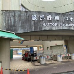 放流翌日の服部緑地