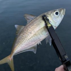 アミパターンアジング