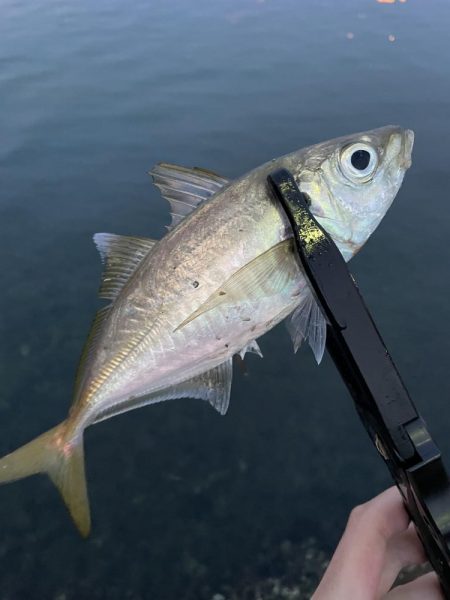 アミパターンアジング