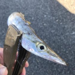 朝マズメのカマス釣り