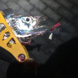 南港で刀狩り！