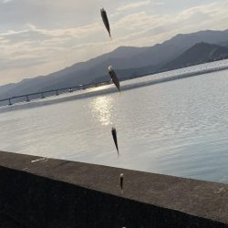 サヨリ釣りとアジ釣り