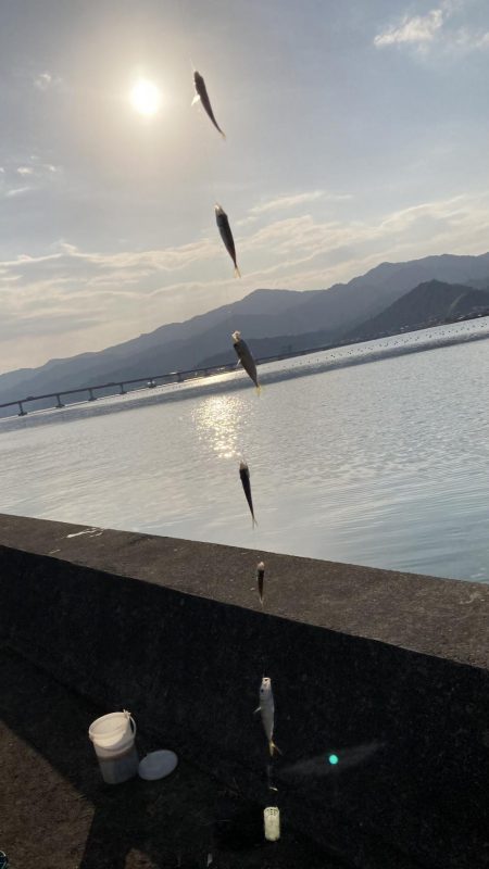 サヨリ釣りとアジ釣り