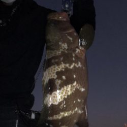 アコウにもダイソーVJ