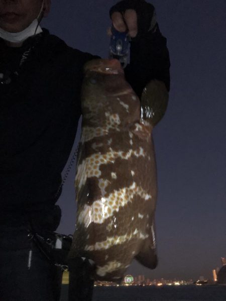 アコウにもダイソーVJ