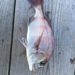 たかたかの釣り日記