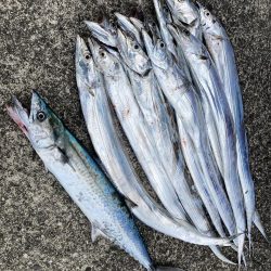 タチウオ・サゴシ