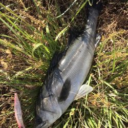 このコはヒラスズキでしょうか？！