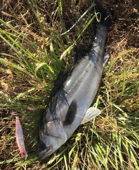 このコはヒラスズキでしょうか？！