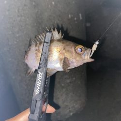 メバル絶好調❗️