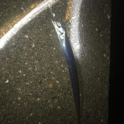 今年初太刀魚！！