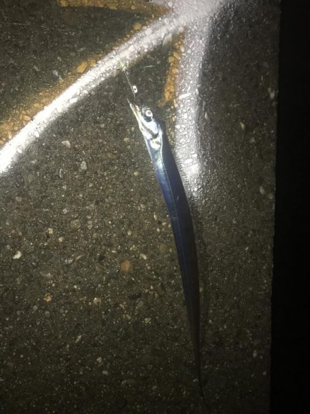 今年初太刀魚！！